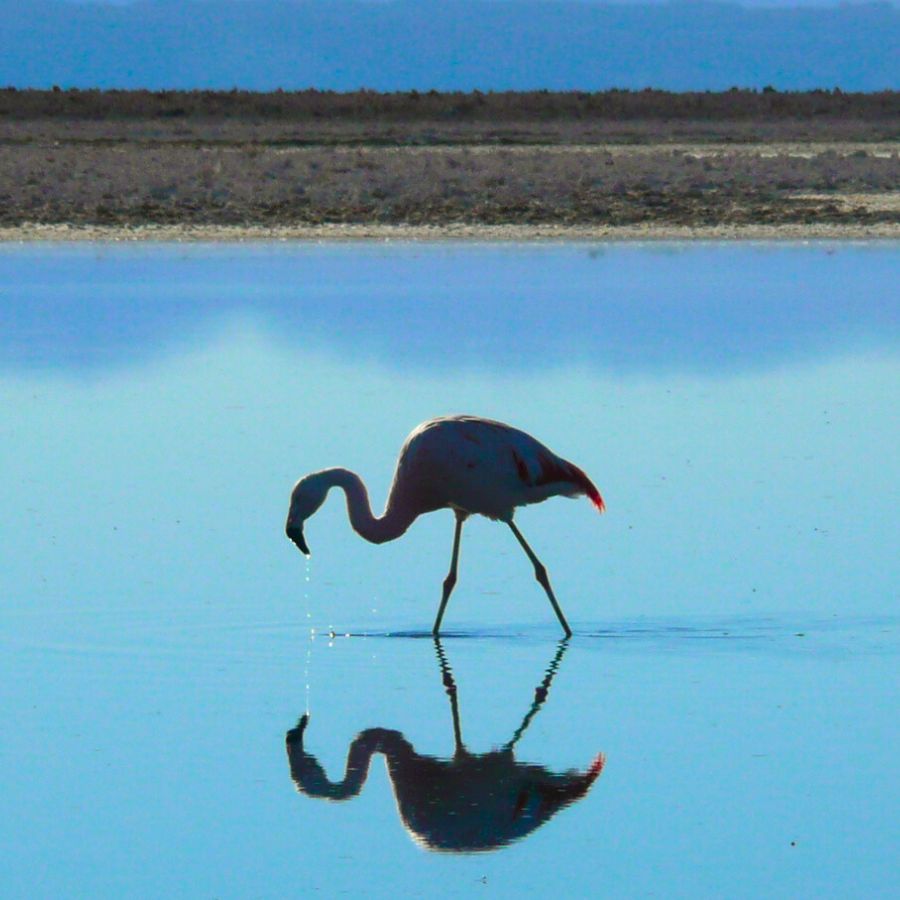 CHILE: San Pedro de Atacama – 4 días